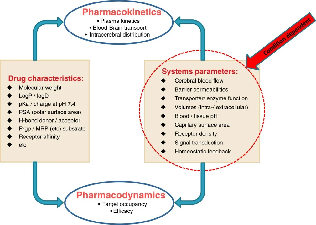 The Pharmacokinetics and Pharmacodynamics of Flutamide: What You Need to Know